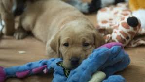 Akc yellow lab puppies born may fifth excellent blood lines five hundred dollars each call for details… reserve your purebred, akc registered english cr�me golden retriever puppy today. Fox Red Lab Puppies For Sale Wisconsin Red Lab Puppies Lab Puppies Sleeping Puppies