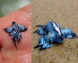 Odd Creatures Found Strange Little Creature Oddy Central Shocking News Weird Bizarre Animals Blue Sea Slug Weird Animals