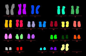 Other ribbon colors include dark blue for colon cancer, orange for kidney cancer and white for lung cancer. Can Autophagy Stop Cancer Before It Starts