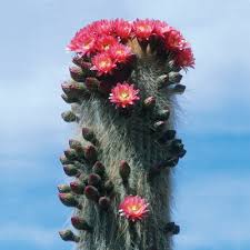 All cactuses here are on sale.we provide unusual cactus plants monstrous, cristata forms grafted on fast growing stem for low prices cristata, monstrous forms are abnormal development and become a real living sculptures. The Strange Wonders Of Cactuses The Plant Of Our Times The New Yorker