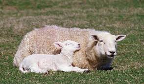 And just to make it all a little more confusing… meat from a sheep that is a year or younger is also called lamb. Small Animals What Is The Name Of The Baby Sheep And Ram