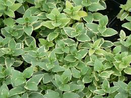 Image result for Vinca major
