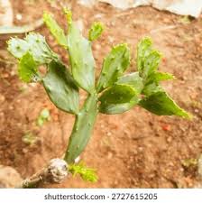 Image result for Brasiliopuntia