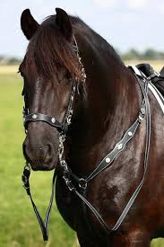 Pin Na Doske Horse Adornments