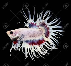 Note, this image is photoshopped but you can see real top notch bettas up for sale here (probably where most. Betta Fish Siamese Fighting Fish Betta Splendens Crown Tail Stock Photo Picture And Royalty Free Image Image 45900873