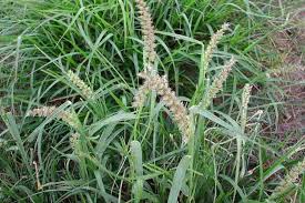 Image result for Cenchrus unisetus