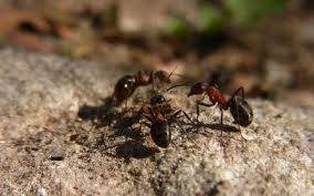 Lutter Contre Les Escargots Comment Faire Anti Fourmis Fourmis Nid De Fourmis