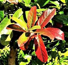 Image result for Maerua grantii