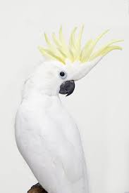Long Island Parrot Society Vet List Animal Medicine Pet Clinic Pet Vet