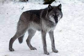 Grey Wolf Siberian Husky Husky Animals