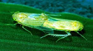 Dalbulus maidis (maize leafhopper)