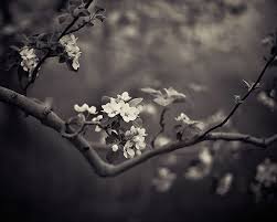 Beautiful Black And White Nature Photos Eyepoetryphotography Black And White Tree Nature Photography Flowers Beautiful Photography Nature