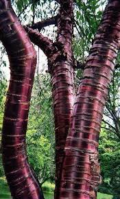 The Paperbark Cherry Or Tibetan Cherry Tree Is Known For Its Stunning Mahogany Red Bark As The Tree Ages Its Bark Peels Adding Tree Unique Trees Cherry Tree