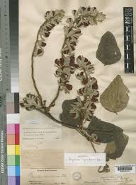 Image result for Rhynchosia hirta