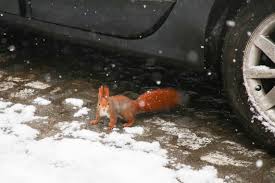 Maybe you would like to learn more about one of these? Rats In The Engine Cradle And How To Keep Them Out
