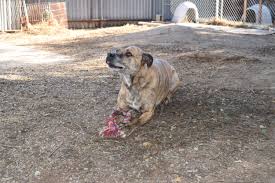 Maybe you would like to learn more about one of these? Animal Assistance League Of Orange County Lost A Pet
