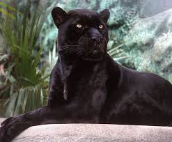 In the world, it is the a melanistic form (black morph), which is known as black panther, exists but is less common. Jaguar San Diego Zoo Kids