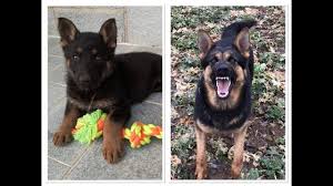 The best ways to stop your german shepherd from barking are by distracting them, encouraging calm behavior, and exposing them to new interactions and encouraging positive ones. Do German Shepherds Bark A Lot Your Guide To Gsd Barking Anything German Shepherd