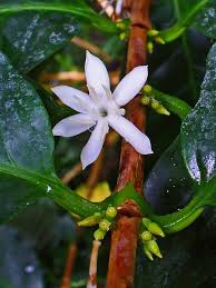 Image result for Argocoffeopsis