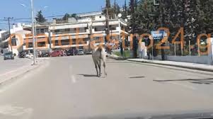 Θεσσαλονίκη ξενοδοχεία, κατάλογος διαμερίσματα, θεσσαλονίκη οδηγός ξενοδοχείων λίστα ξενοδοχείων θεσσαλονίκημακεδονία. 8essalonikh Mprosta Apo Ta Aytokinhta Ena Alogo Xwris Anabath Api8anes Skhnes Sto Wraiokastro Video
