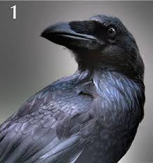 By Request The Fabulous Animal Rescue Project Raven And Wolf Animal Magic Crow