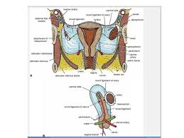 A body cavity is any space or compartment, or potential space in the animal body. Body Cavities