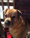 Why the Shar-Pei Lab Mix Will Make the Best Dog for You ...