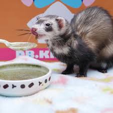 The Only Guide To Learning Ferret Diet You Ever Need