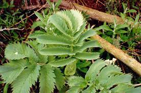 Image result for Melianthaceae