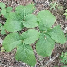 Image result for Anacardiaceae