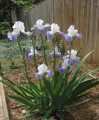 Maybe you would like to learn more about one of these? A Leafy Indulgence A Clearance On Clarence Front Flower Bed Garden Center Flower Garden
