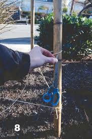 Perhaps a tutorial is in order. How To Build A Bamboo Tri Pod Trellis A Photo Tutorial Seattle Urban Farm Company