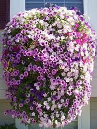 If you're growing flowers, think about what they will look like, but think about the smell they will create as well. 360 Hanging Basket Ideas Hanging Baskets Container Gardening Plants