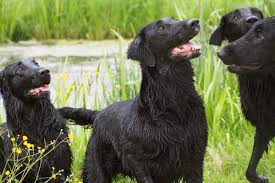 They are an active land retriever and a hardy water retriever, able to withstand the rigors of repeated retrieves into heavy thickets or cold waters. Flat Coated Retriever Freundlichkeit Wird Durch Rutenbewegung Gezeigt Aci E V