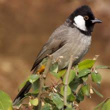 white cheeked bulbul bird kingdom bulbul white animals