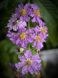 Image result for Lagerstroemia speciosa