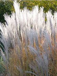 Eulalie Roseau De Chine August Feder Miscanthus Sinensis August Feder Periode De Floraison Aout Graminees Roseau De Chine