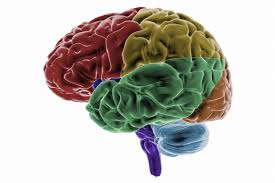 Image result for Frontal Lobe