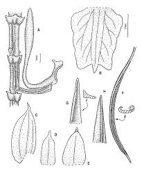 Image result for Chamaeangis