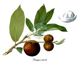 Image result for Ebenaceae