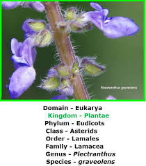 Image result for Hypolytrum heteromorphum