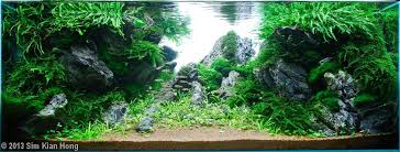 2013 Aga Aquascaping Contest Entry 262 Akvaryum