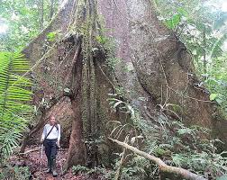 Image result for Sebaea pentandra