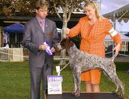 See more ideas about german shorthaired pointer, german shorthair, pointer puppies. Stud Dogs German Shorthaired Pointers