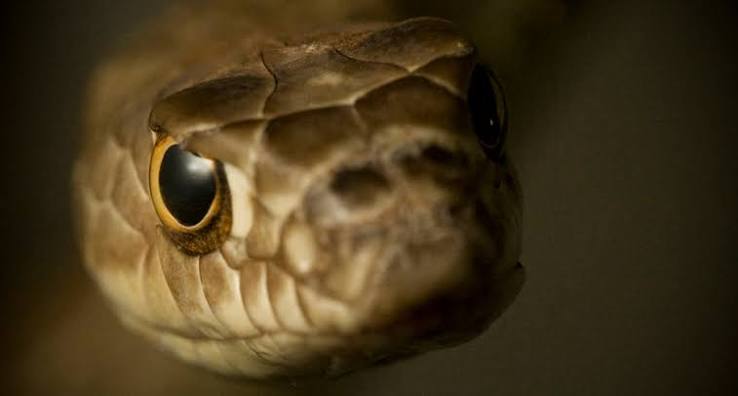 Making a snake spectacle | Science News