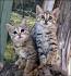 The Bengal Cat Directory – Resource for Bengal Cats ...