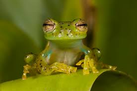 Image result for glass frog