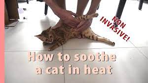 Give your cat something warm to sit on. How I Calm My Cat In Heat Youtube