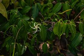 Image result for Landolphia