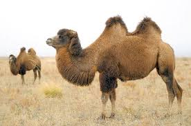 Although wild dromedaries are extinct, the importation of dromedaries to australia in the 19th century resulted in the establishment of a feral population that continues to live in. Bactrian Camel
